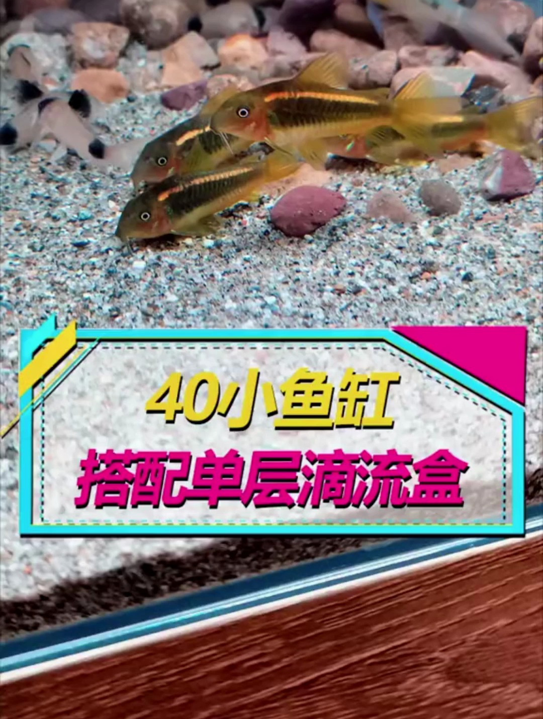 40小鱼缸大混养,过滤器都有哪些选择?