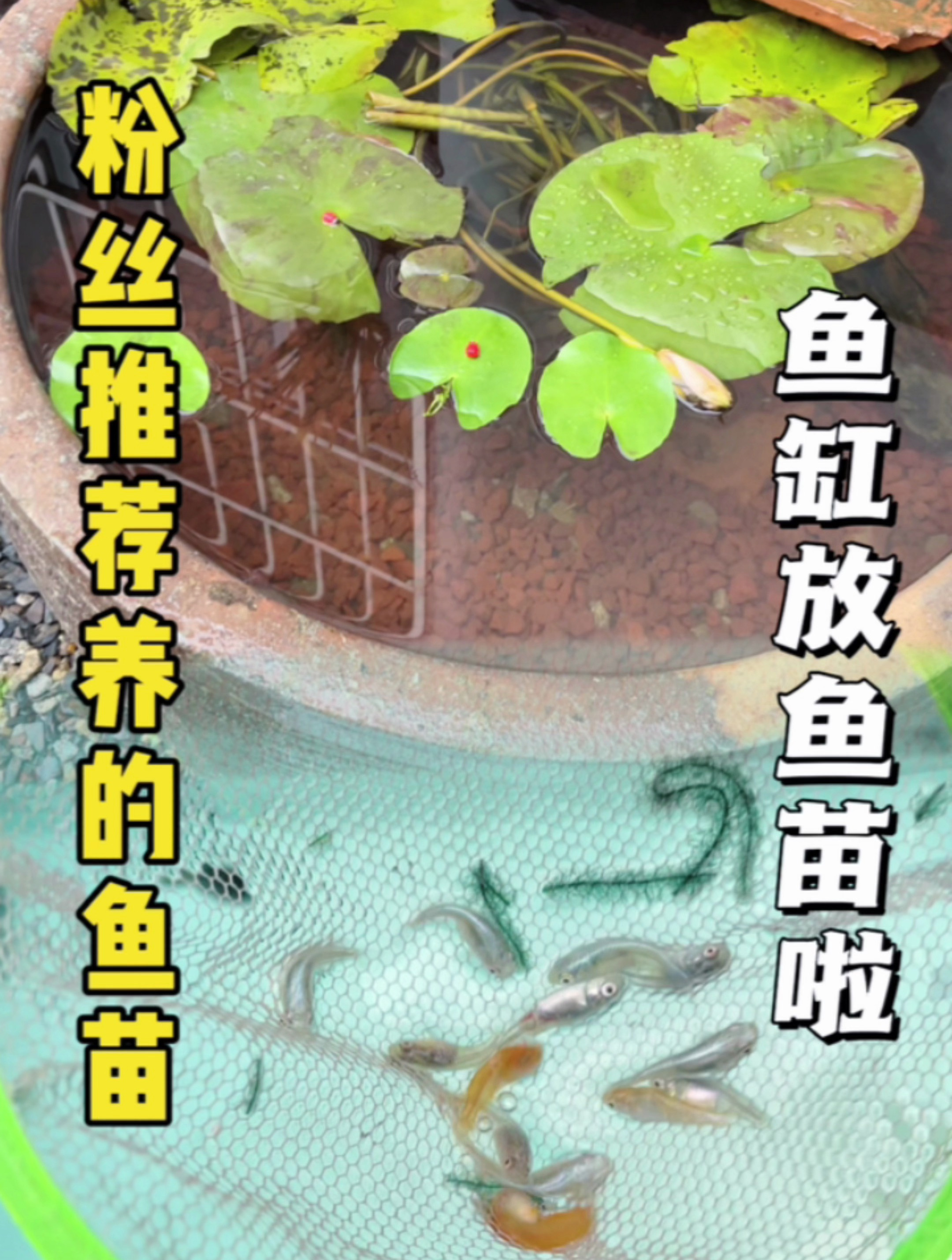 这种小鱼好可爱，不知道好不好养