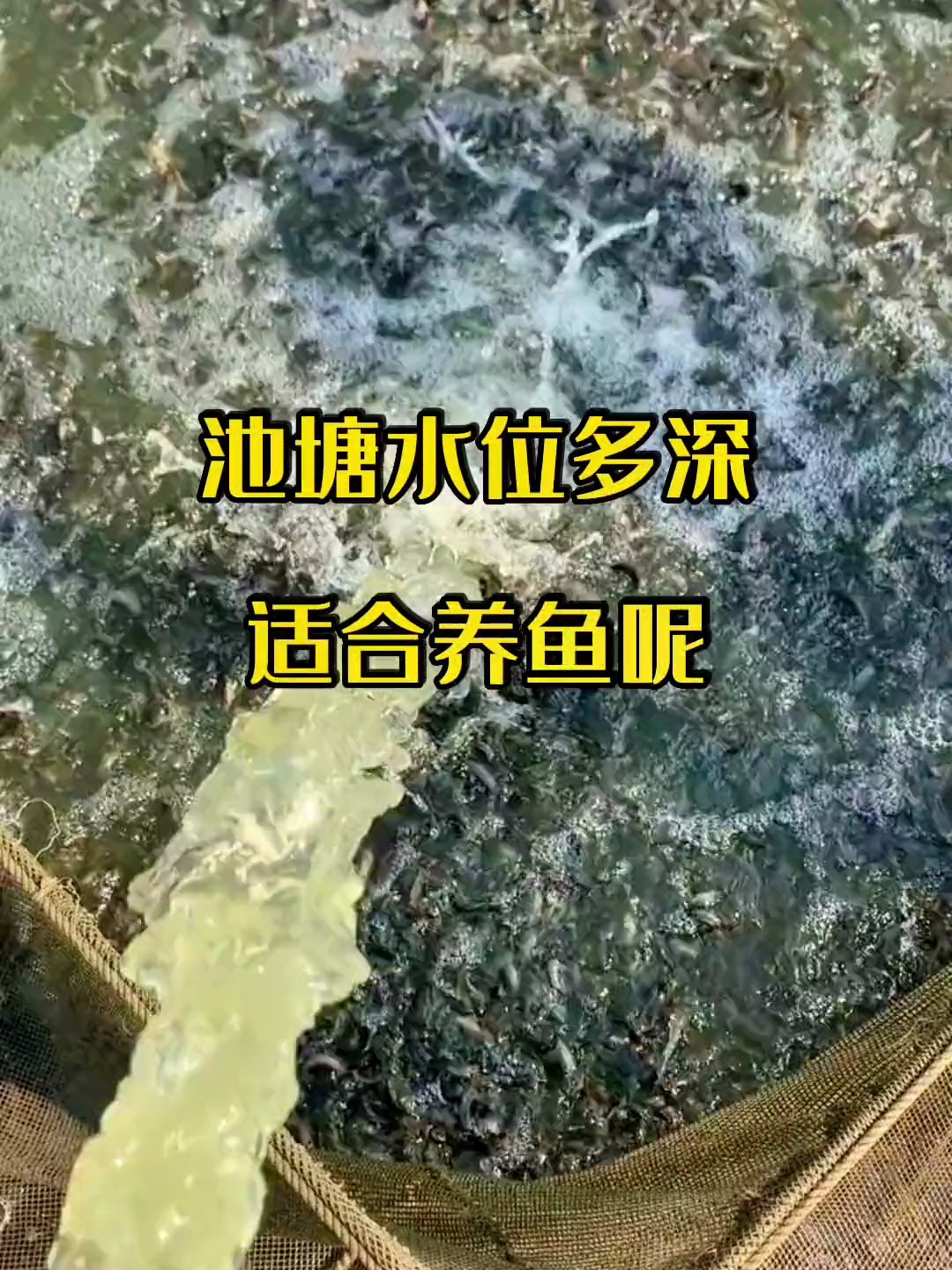 池塘水位多深适合养鱼呢,分享水产养殖技术