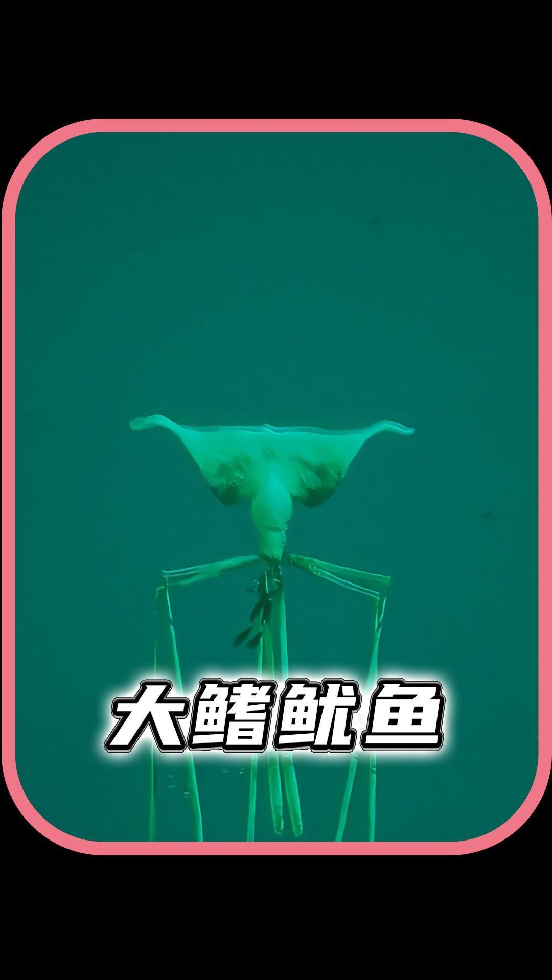 生活在深海的巨物大鳍鱿鱼