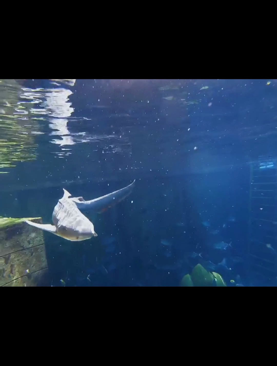 我是一条生病的美人鱼,需要大海里的珍珠治病,