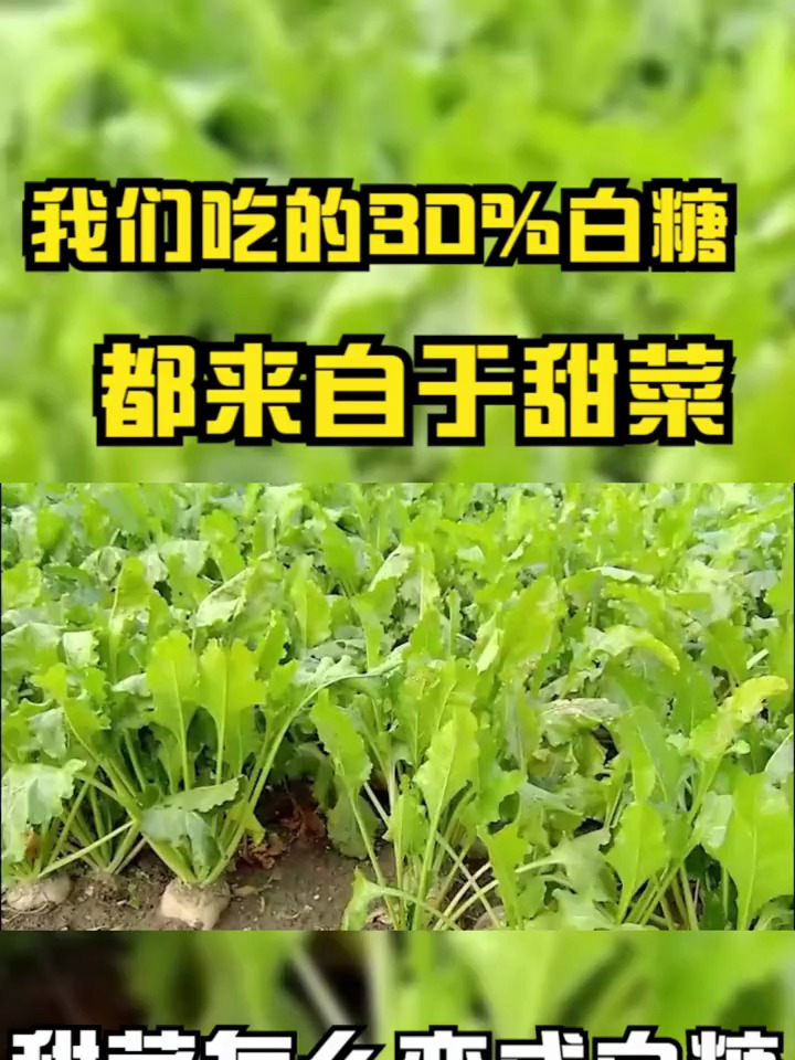 这些皱皱巴巴的甜菜,是怎么变成雪白的白糖的?