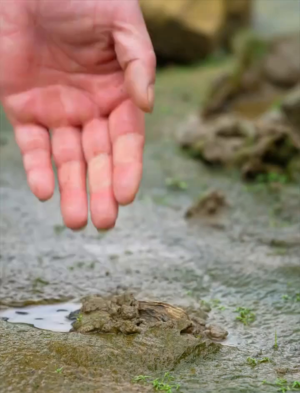 河蚌螺蛳真香,新鲜野菜拌一拌,爽口又解腻,美景烧烤,这才叫享受生活!