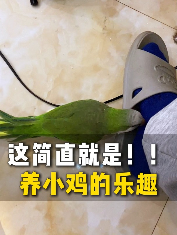 搞笑鸡!铁锤驾到。T