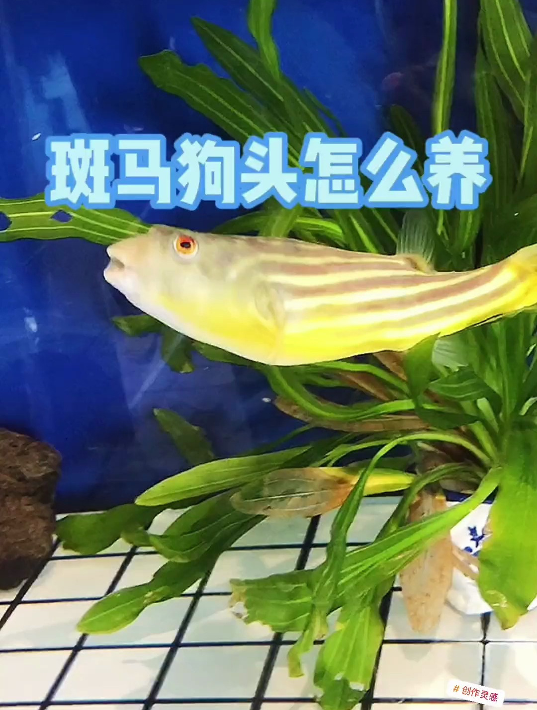 斑马狗头怎么养 纯属个人经验 仅供参考