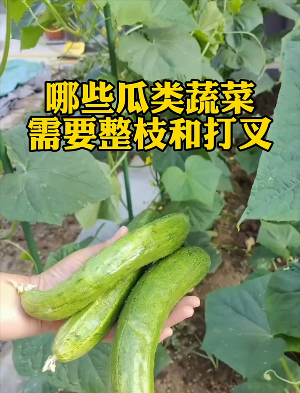 哪些瓜类蔬菜需要整枝和打叉