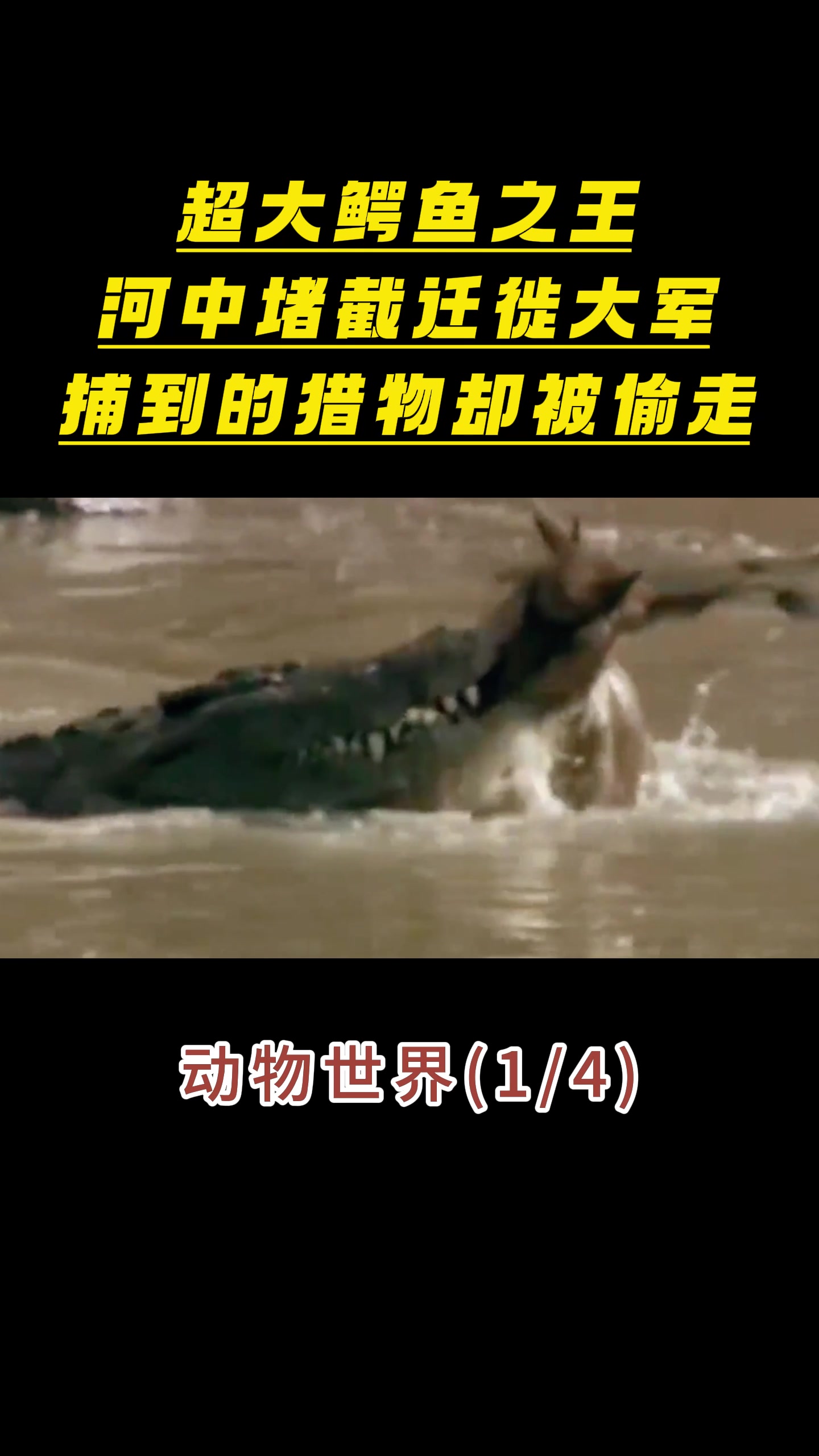 超大鳄鱼之王河中堵截迁徙大军捕到的猎物,却被偷走