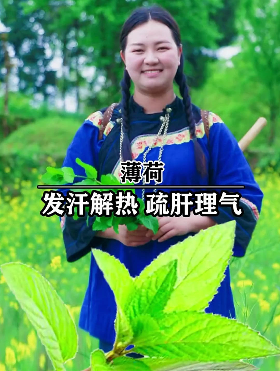 贵州野菜 知道为什么我们贵州有一道名菜菜豆腐拌薄荷了吧