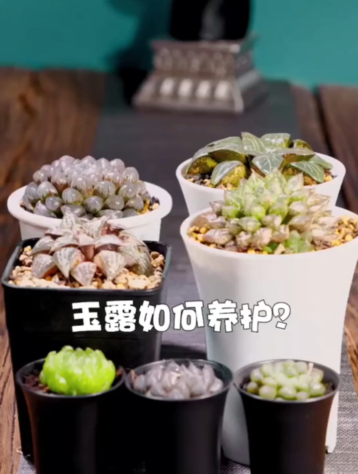 玉露如何养护?玉露是肉肉里面最好养的品种,但想晶莹剔透有难度