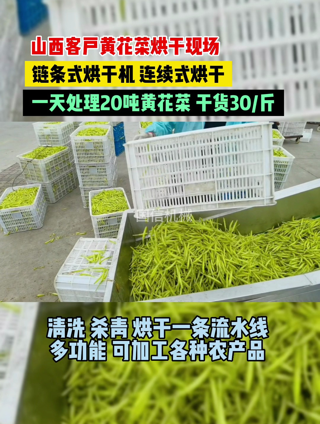 山西黄花菜烘干现场-链条式烘干机-连续式烘干-日处理20吨