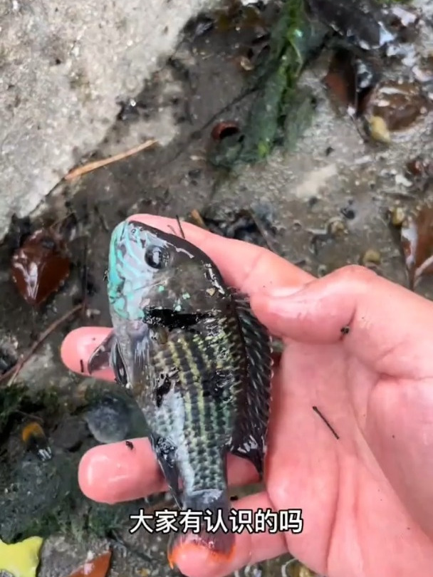 天呐,怎么又有一条鱼领盒饭了啊