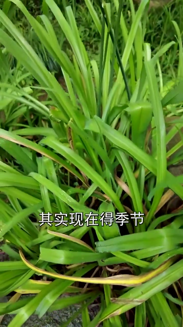 你见过黄花菜吗?这个长得像但不能乱吃。你有把萱草当成黄花菜吗
