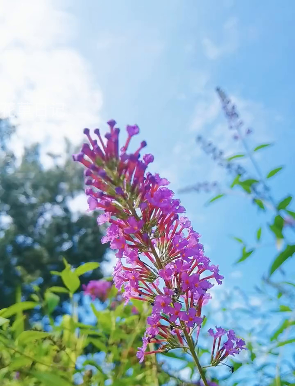 醉鱼草,这种落叶小树能长到三米高,紫色白色花穗开5到10月,耐寒好养,北京以南都能露天过冬