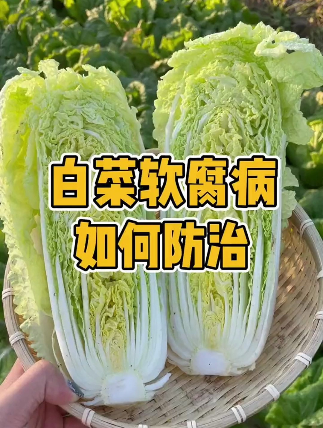 白菜软腐病如何防治?