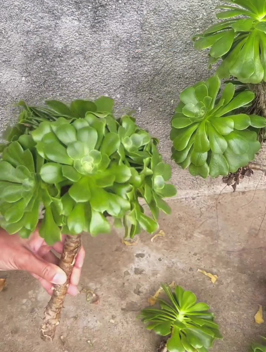 多肉法师分株教学