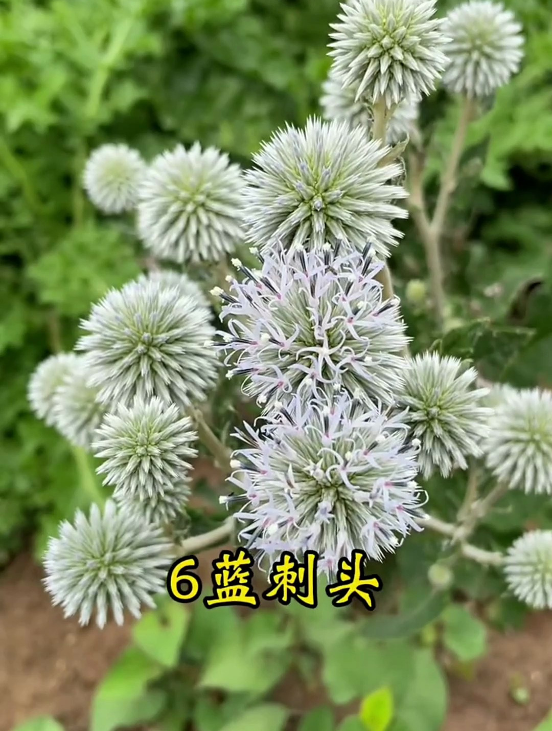 62种中草药,你都认识几个呢