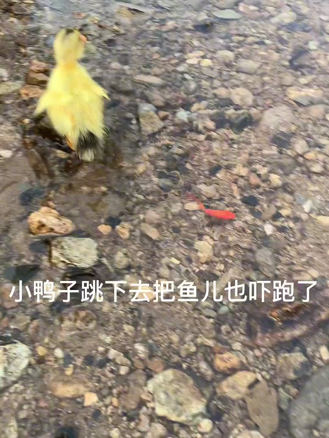今天带小鸭子来抓鱼 把鱼吓跑了
