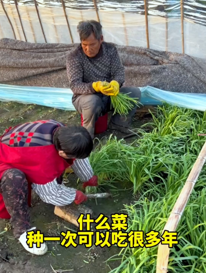 什么菜种1次可以吃10年!它就是冬天不怕冷夏天不怕热的红根韭菜~