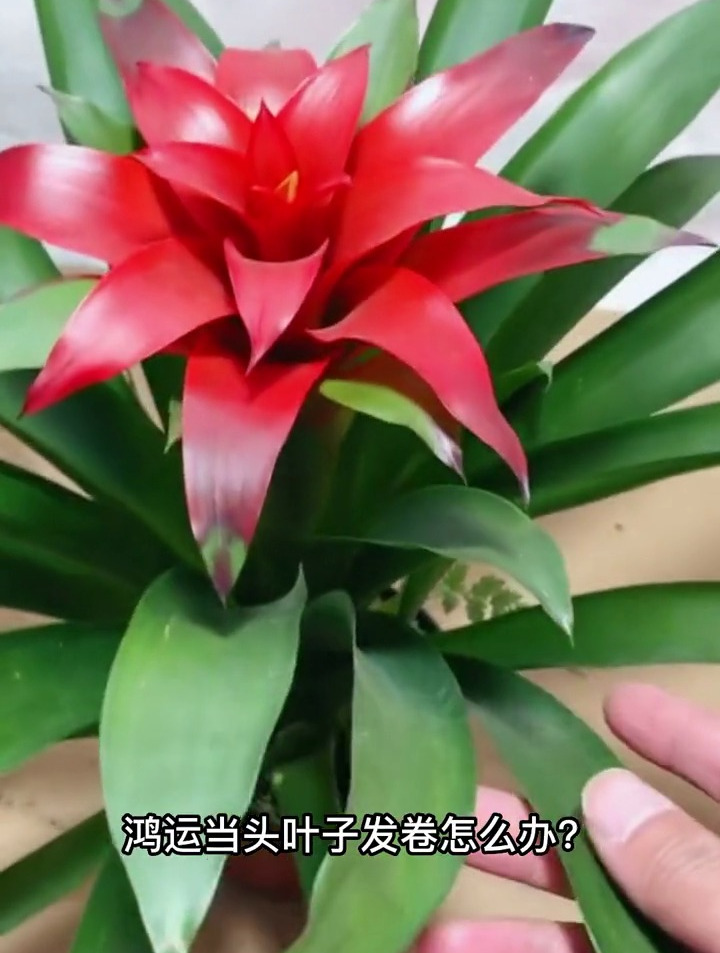 鸿运当头叶子发卷怎么办