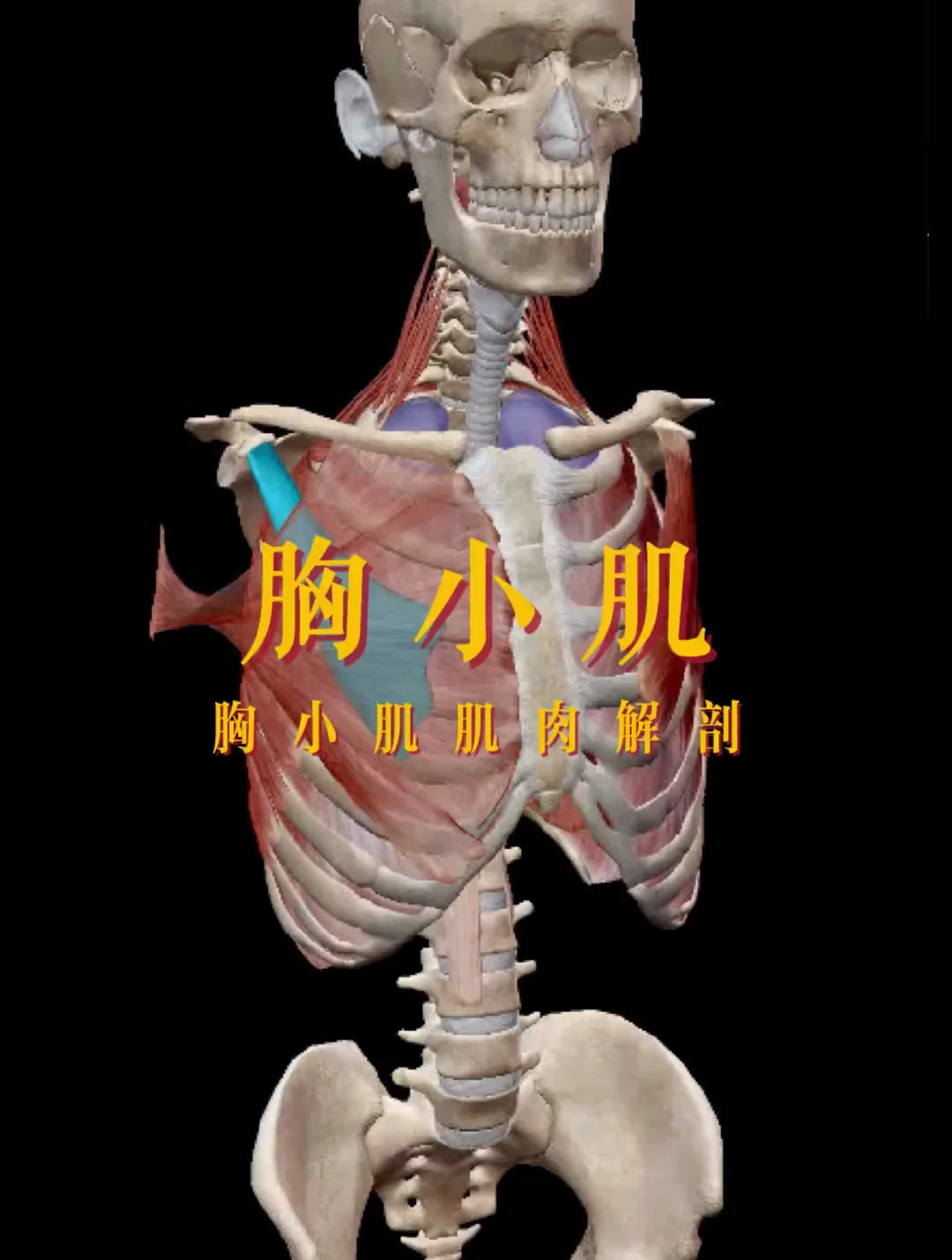 胸小肌解剖肌肉人体结构