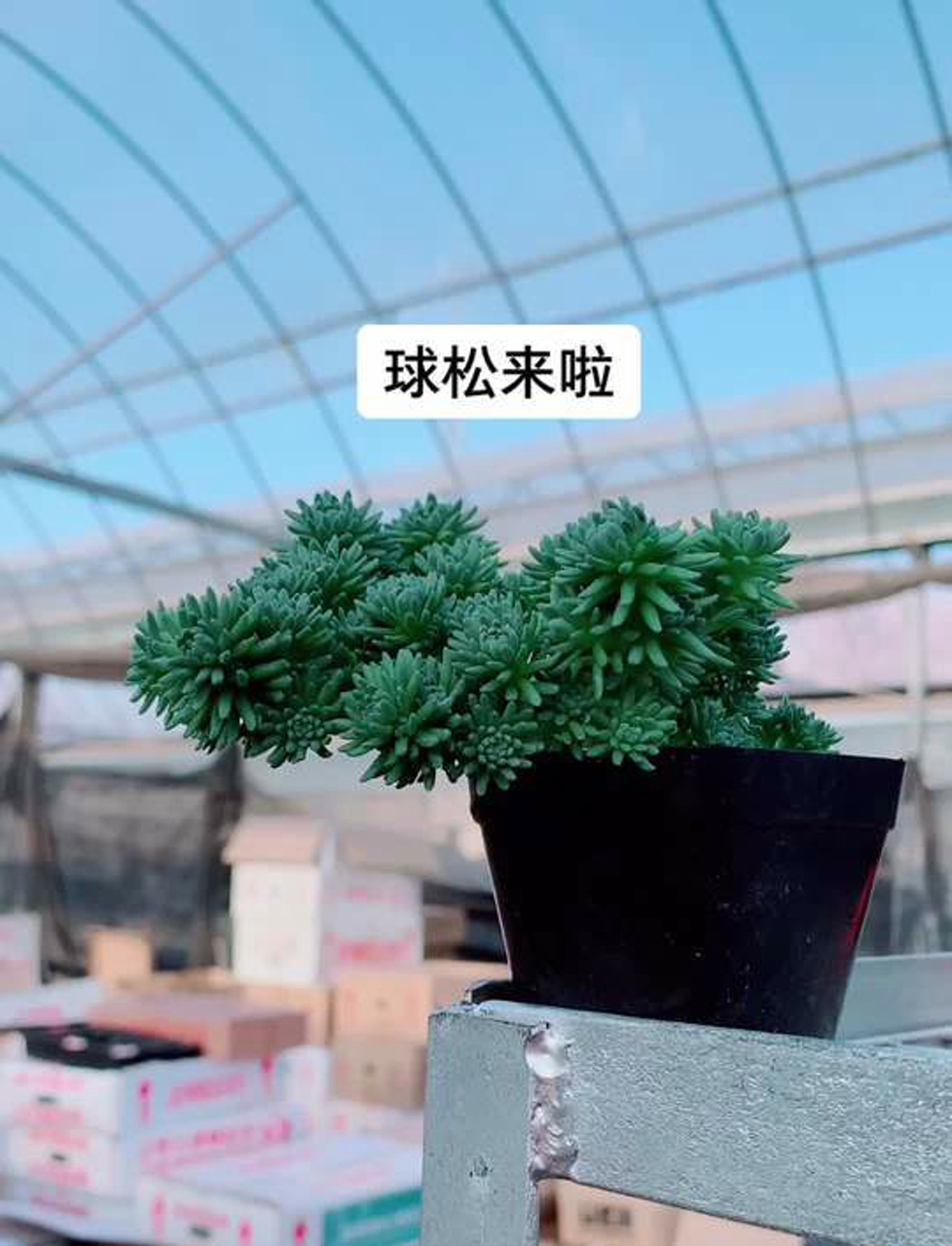 毛茸茸的小球松多肉,超可爱!