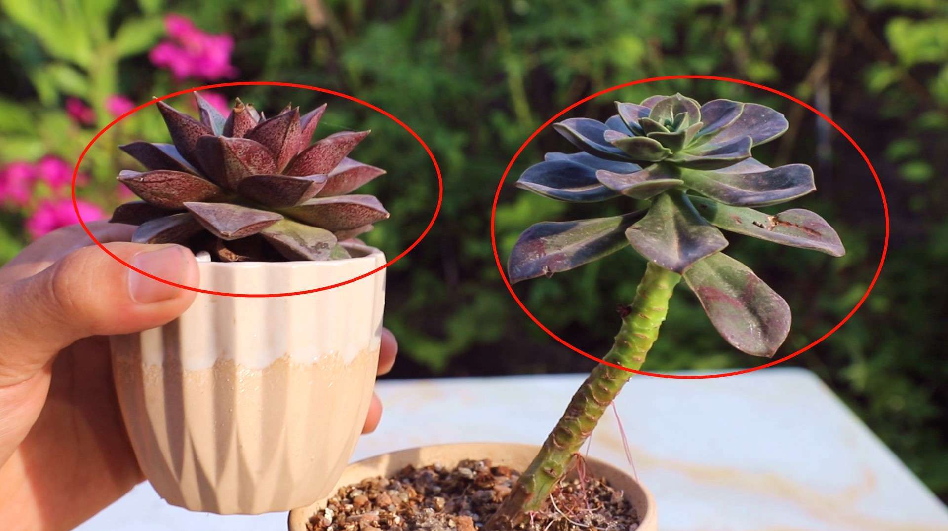 花店里全是这种“药锦”多肉，想养活有2个技巧，正常养护容易死