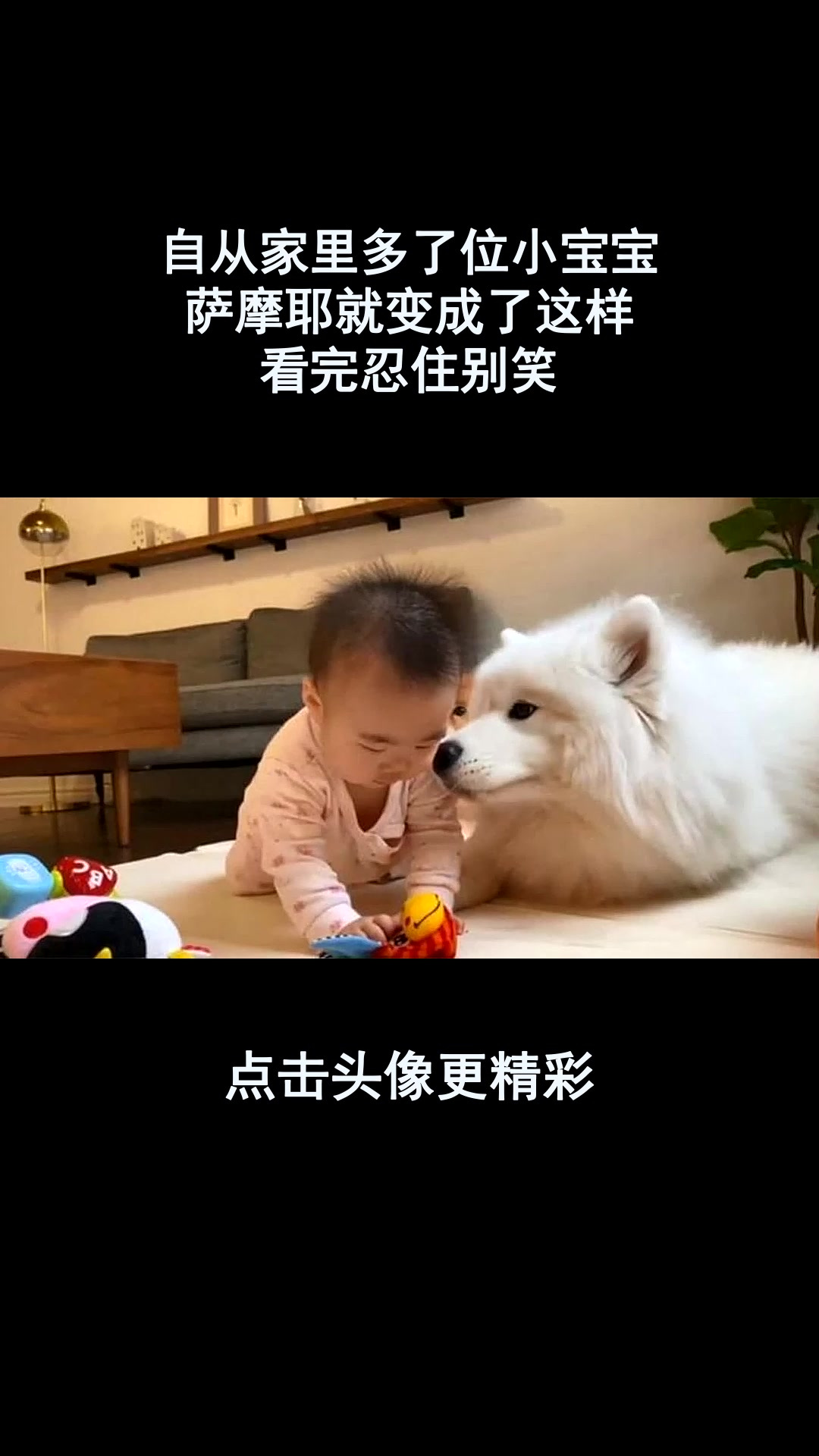 自从家里多了位小宝宝,萨摩耶就变成了这样,看完忍住别笑