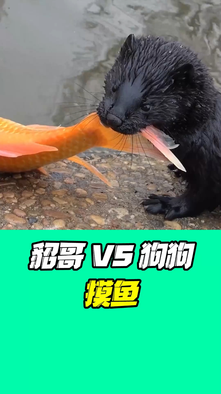 水貂与狗子摸鱼,猫咪表示你们礼貌吗?