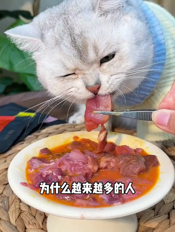 生骨肉喂养好处多多,还没吃过生骨肉的,给你家猫试试这个吧