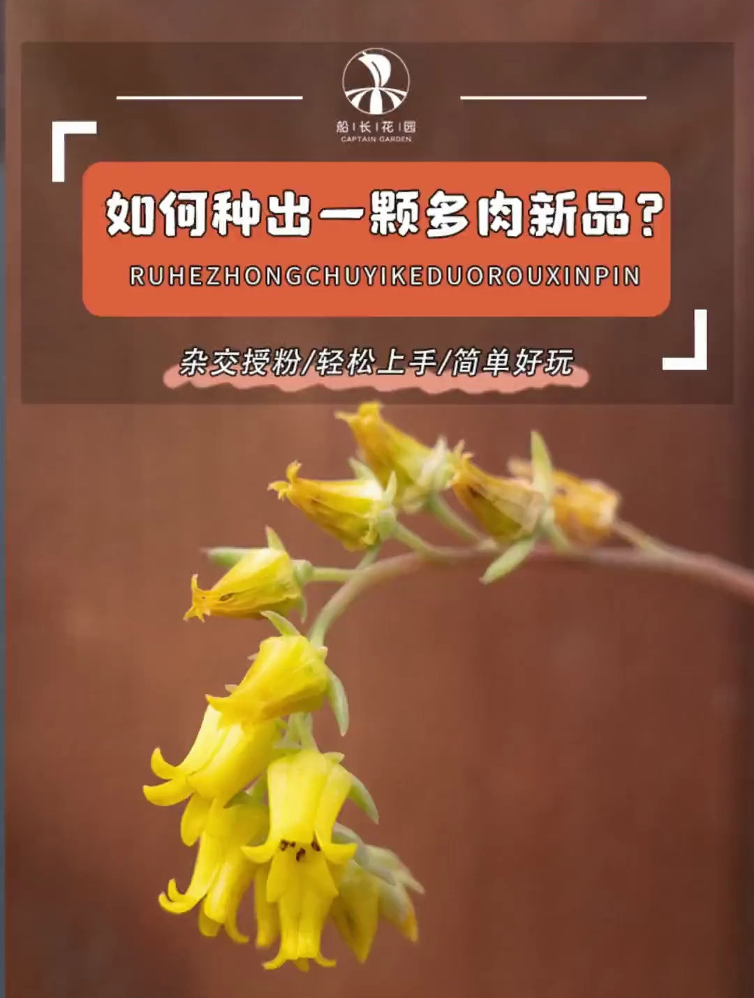 有没有玩多肉,自己杂交过多肉的
