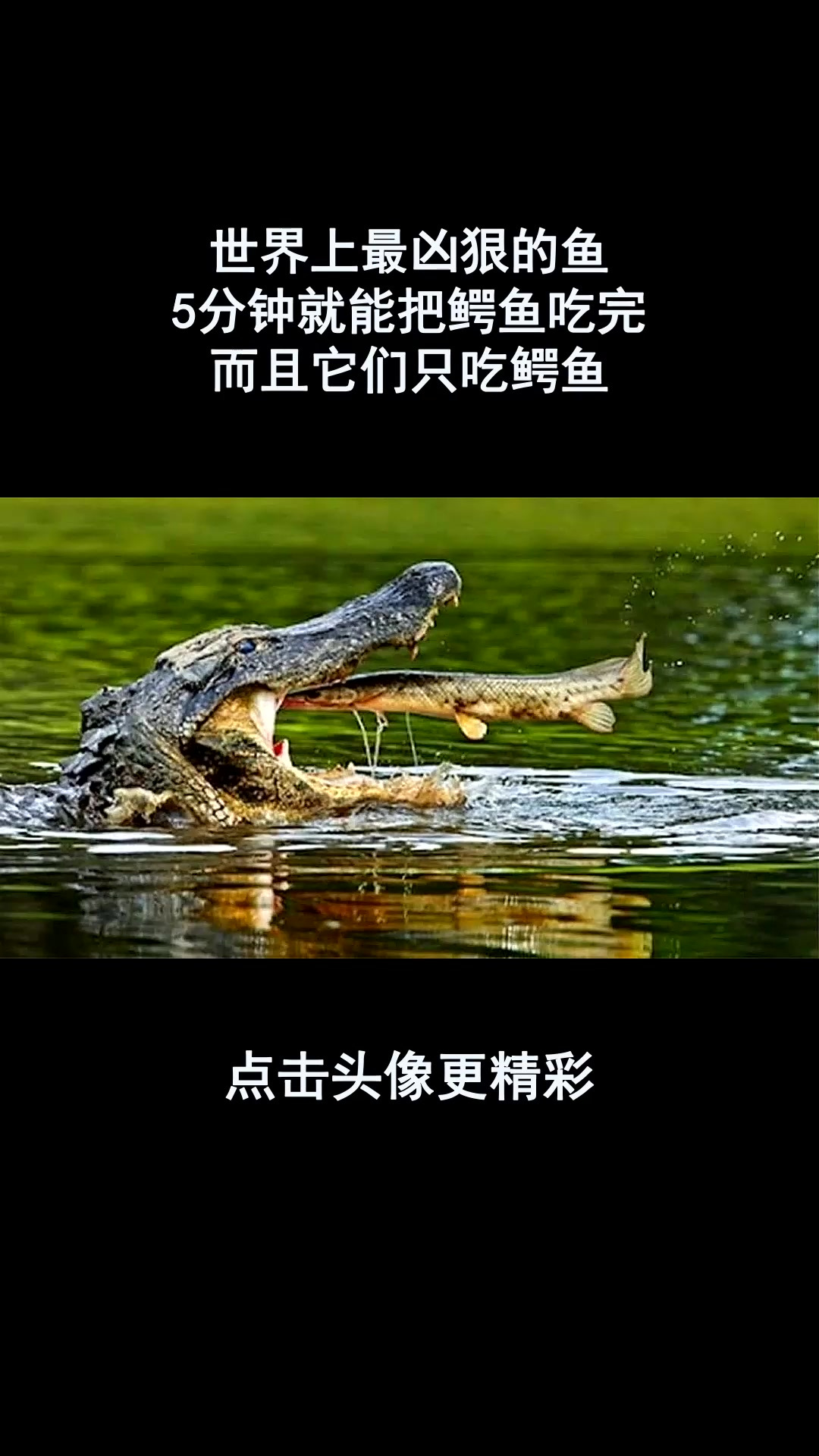 世界上最凶狠的鱼,5分钟就能把鳄鱼吃完,而且它们只吃鳄鱼