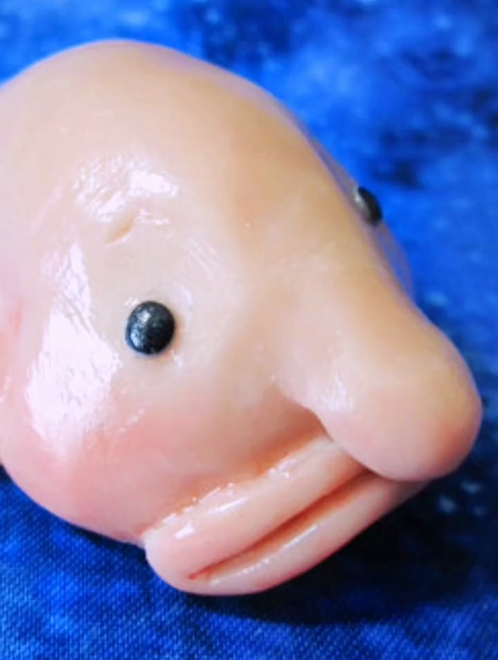 世界上最丑的动物:水滴鱼(3)