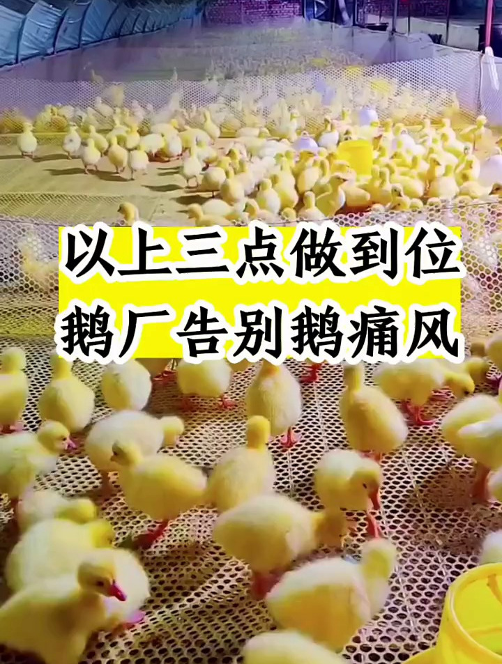 以上三点做到位,鹅厂告别鹅痛风