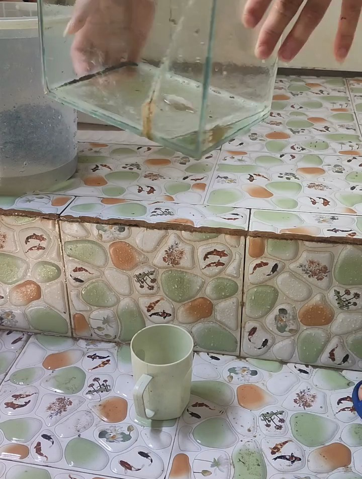 原生态沙石鱼缸来了