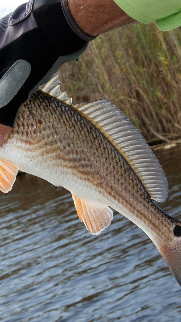 白条到底是什么鱼?为何让钓鱼人恨之入骨,它最大能长多大?