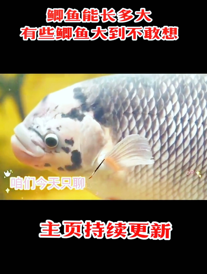 鲫鱼能长到多大?有些鲫鱼大到我们都不敢相信