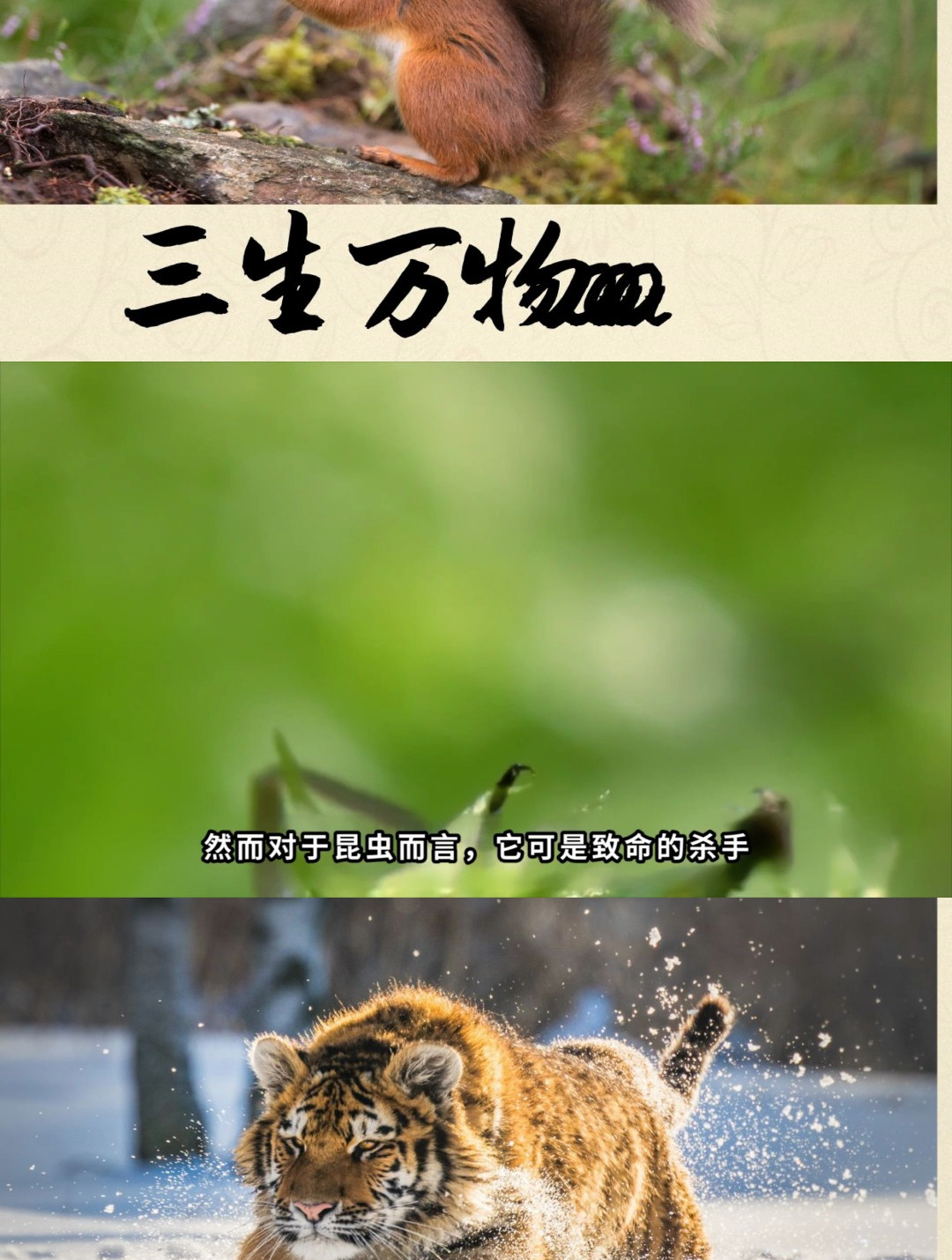 肉食性植物——猪笼草,设陷阱捕杀老鼠,绝对是植物界的顶级杀手