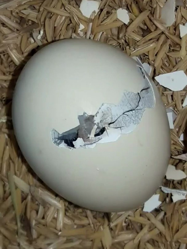孵化的鸡蛋,今天破壳了