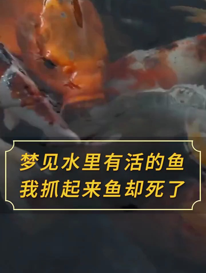 梦见水里有活的鱼我抓起来鱼却死了……周公解梦