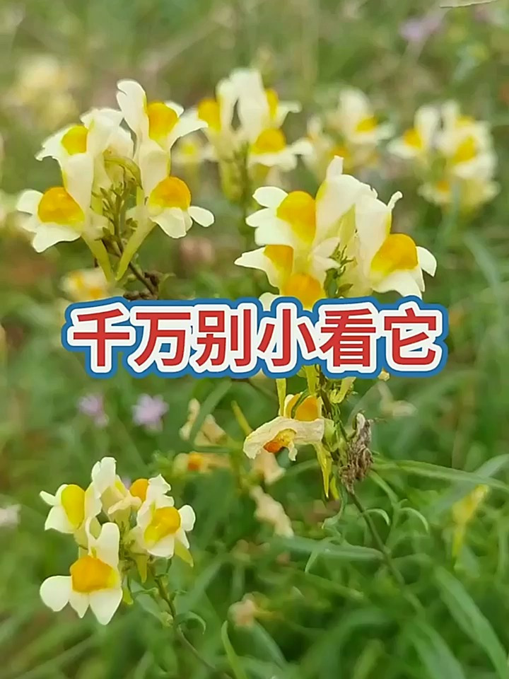 今天分享柳穿鱼,喜欢的加个关呀