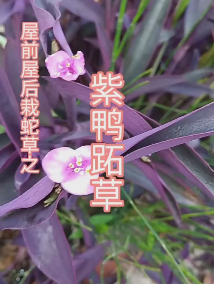 紫鸭跖草,小草有大用