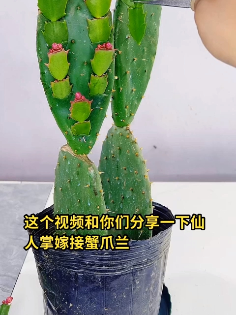 仙人掌嫁接蟹爪兰,在仙人掌侧面嫁接,方法很简单