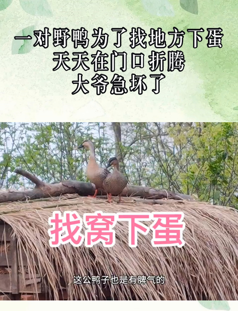 一对野鸭为了找地方下蛋,天天在门口折腾,大爷急坏了
