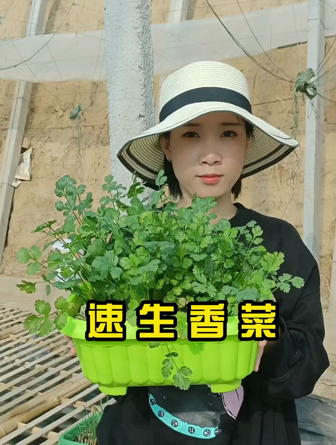 速生香菜种植简单,比普通香菜发芽快,阳台花盆泡沫箱都能种!