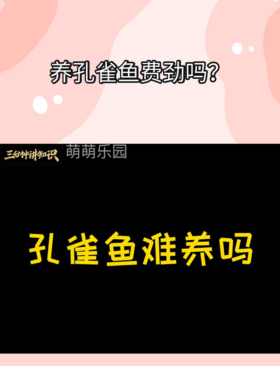 养孔雀鱼费劲吗?