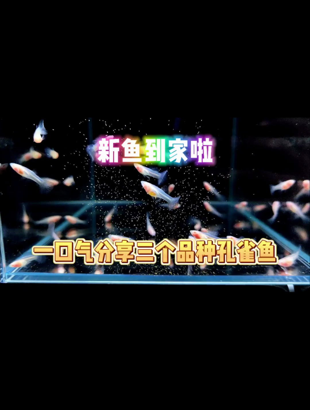 孔雀鱼中相当于白纸的品种?新鱼到家一起来看看吧!