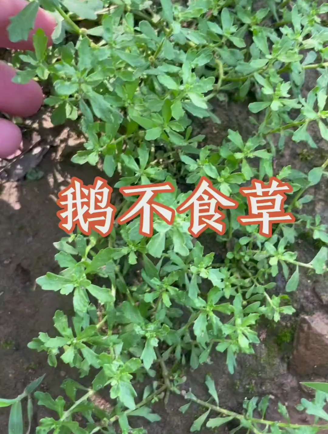鹅不食草采挖。
