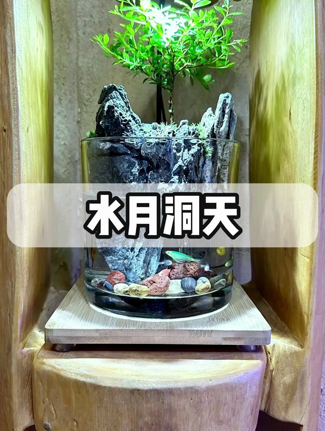 零成本制作微景观!在外面采的苔藓,用家里的玻璃杯改造一下!