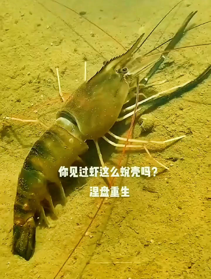 高清晰记录小龙虾的蜕壳,一生要蜕几十次