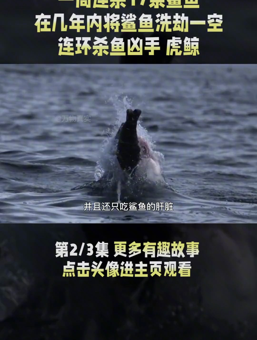 一周连杀17条鲨鱼,将对方肝脏吃掉后丢弃,虎鲸为何要这么做